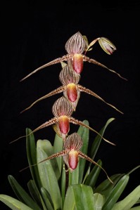 Paphiopedilum rothschildianum Huntington's King AM/AOS 81 pts. Inflorescence